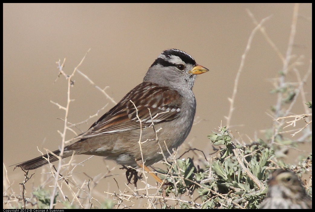 0309-085203-01.jpg - White-crowned Sparrow