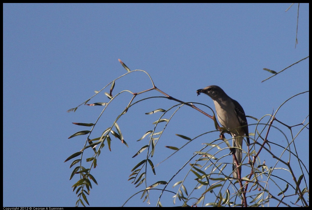 0309-091725-05.jpg - Norhtern Mockingbird