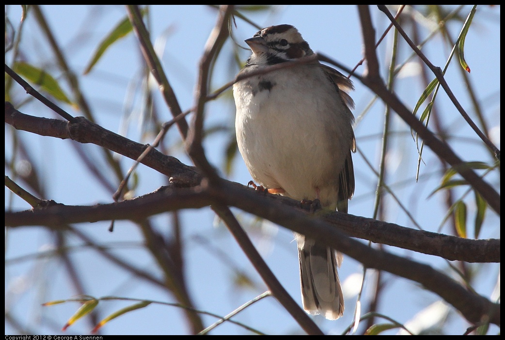 0309-091856-03.jpg - Lark Sparrow