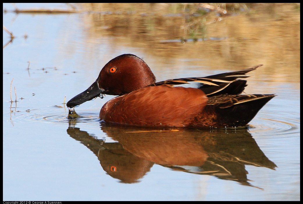 0309-093707-01.jpg - Cinnamon Teal