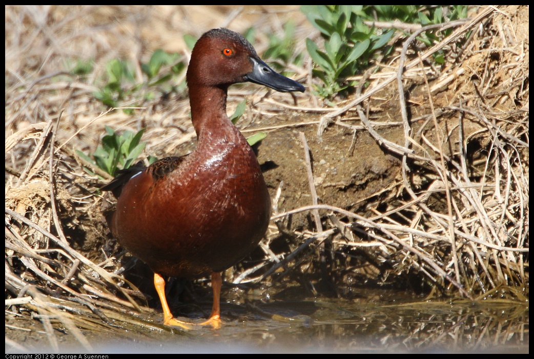 0309-094952-01.jpg - Cinnamon Teal