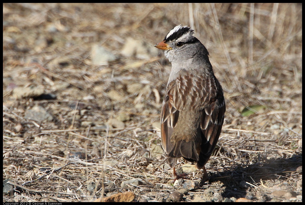 0309-095407-02.jpg - White-crowned Sparrow