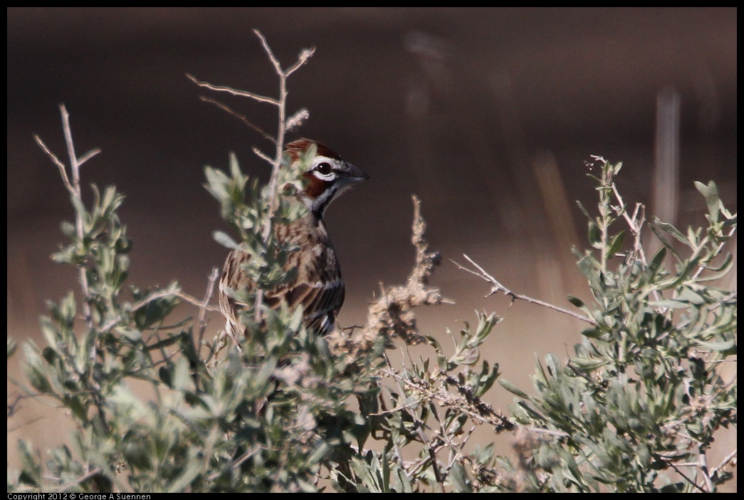 0309-095535-01.jpg - Lark Sparrow