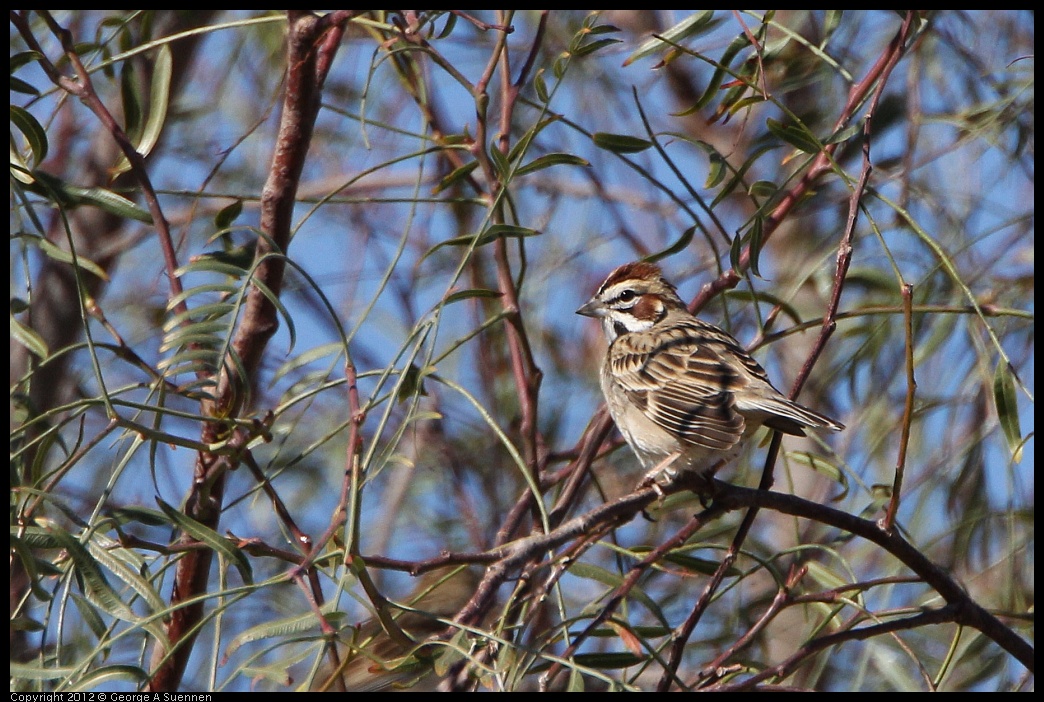 0309-095800-04.jpg - Lark Sparrow