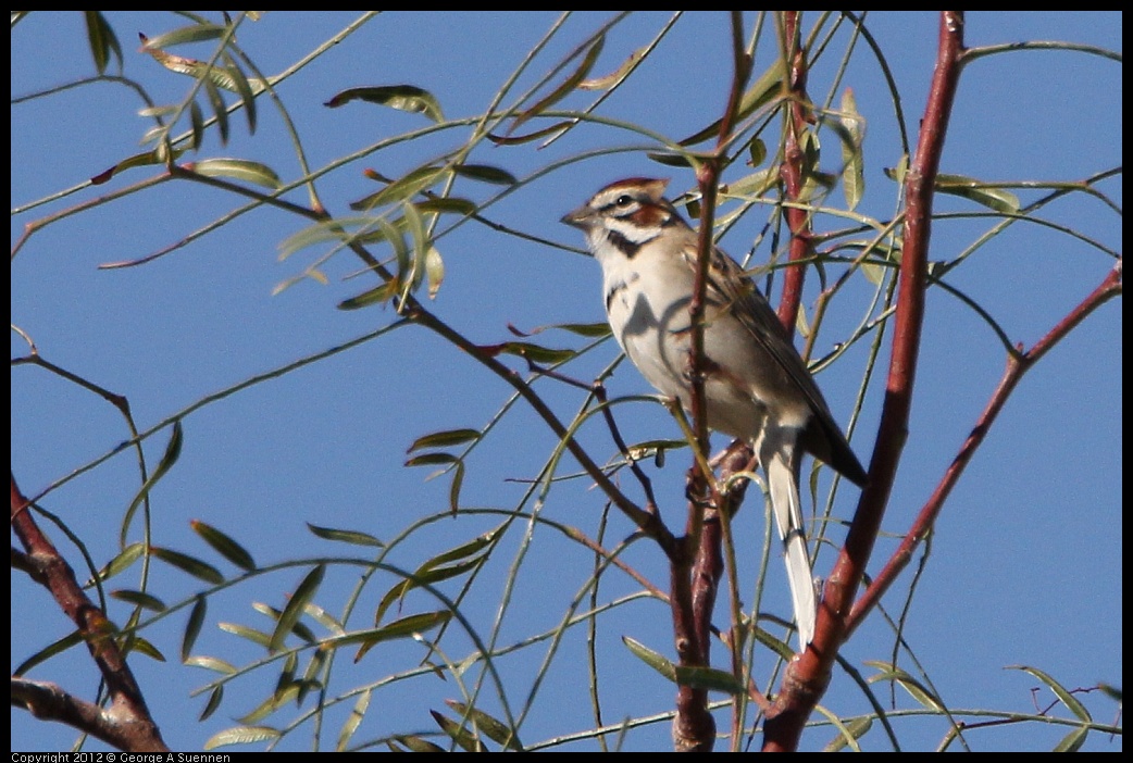 0309-095844-05.jpg - Lark Sparrow