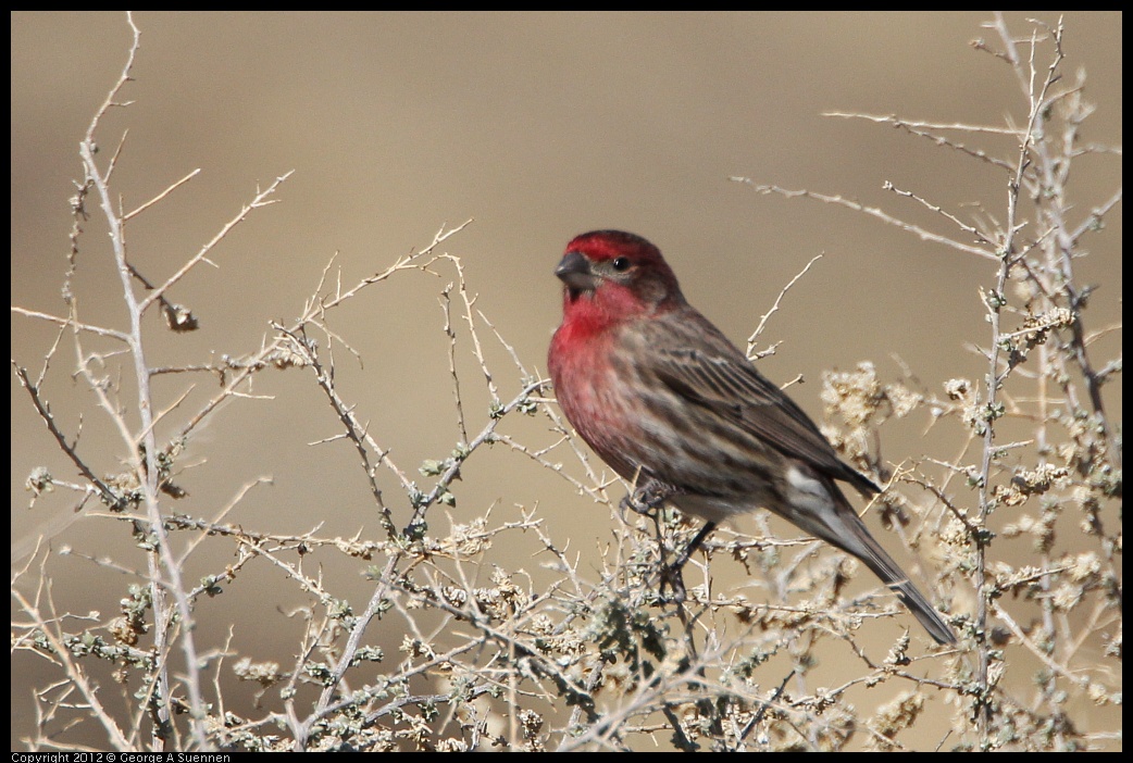 0309-100405-04.jpg - House Finch