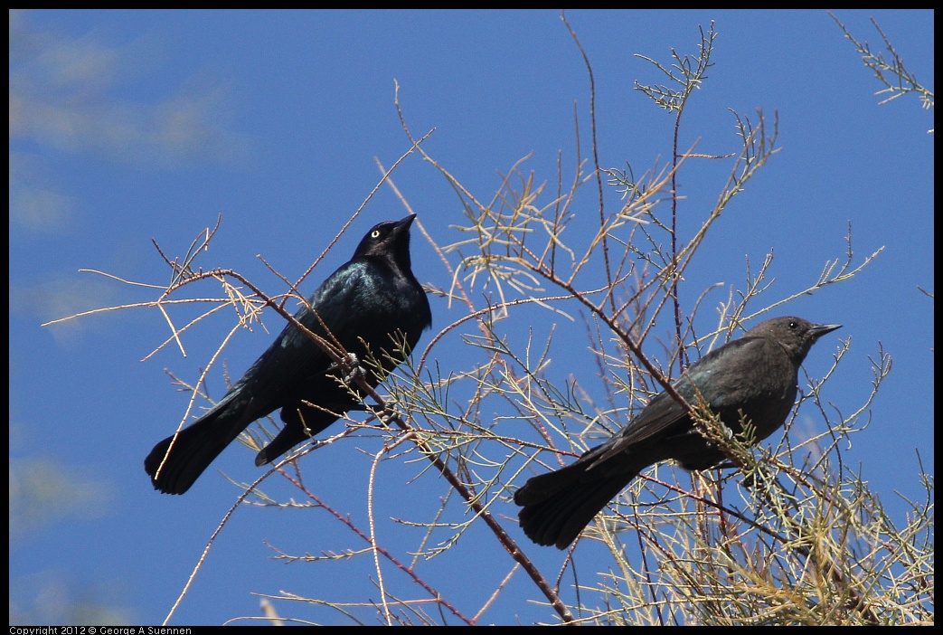 0309-102755-01.jpg - Brewer's Blackbird