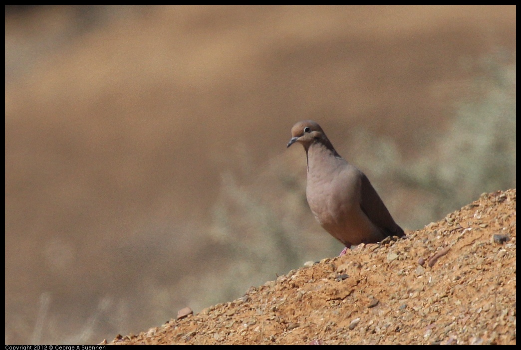 0309-102838-01.jpg - Mourning Dove (?)