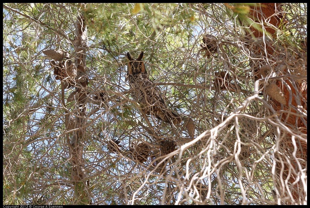 0309-104103-01.jpg - Long-eared Owl