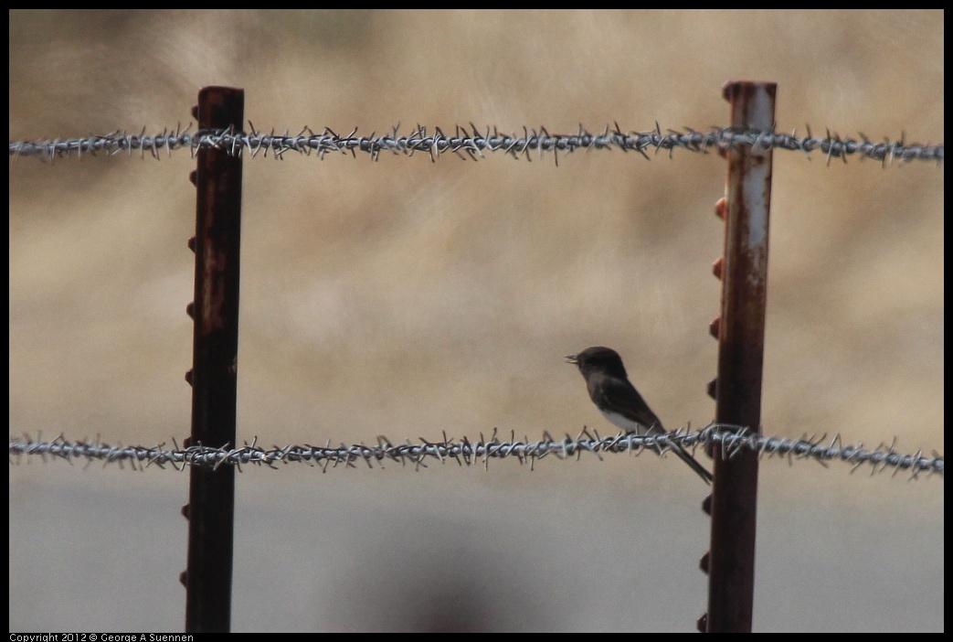 0309-111211-01.jpg - Black Phoebe