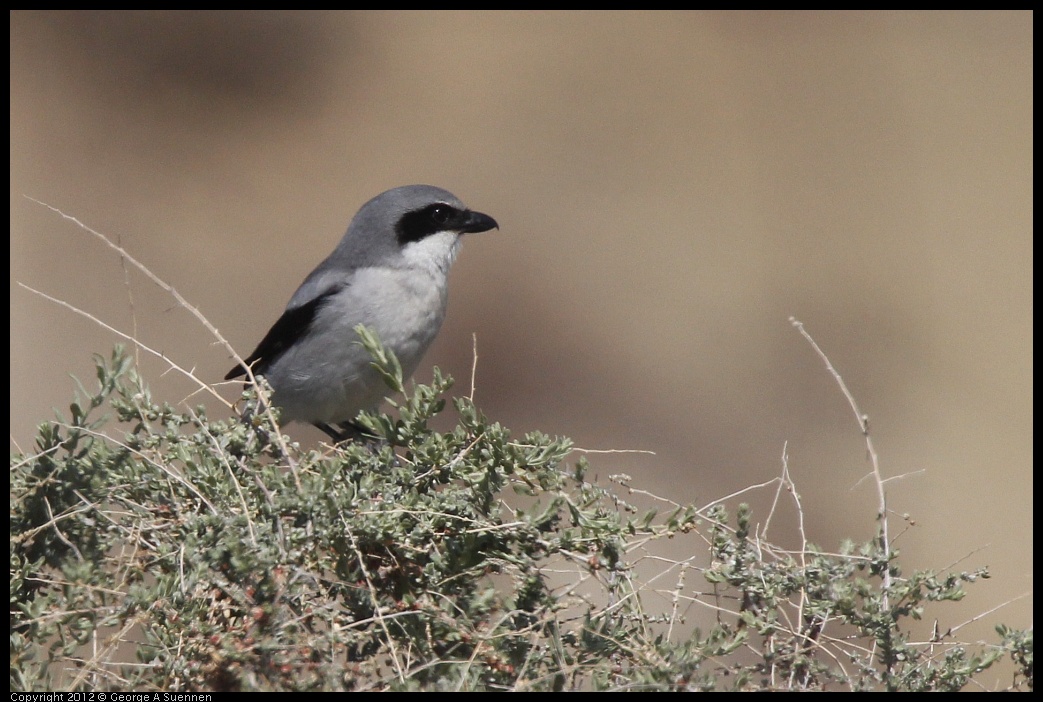 0309-112650-01.jpg - Loggerhead Shrike