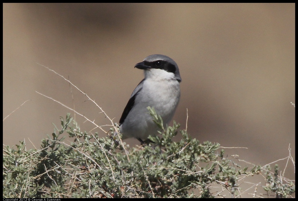 0309-112651-02.jpg - Loggerhead Shrike