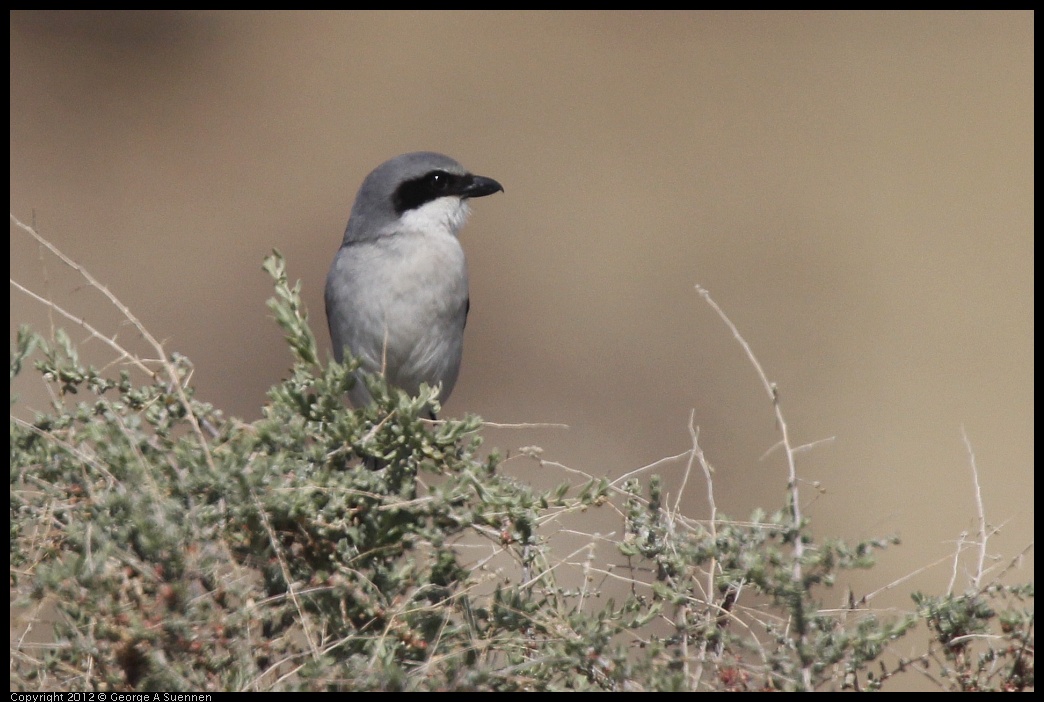 0309-112719-01.jpg - Loggerhead Shrike