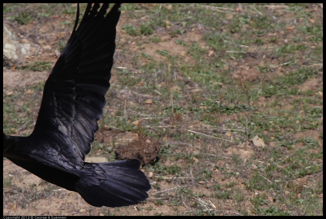 0309-141229-02.jpg - Common Raven (almost)