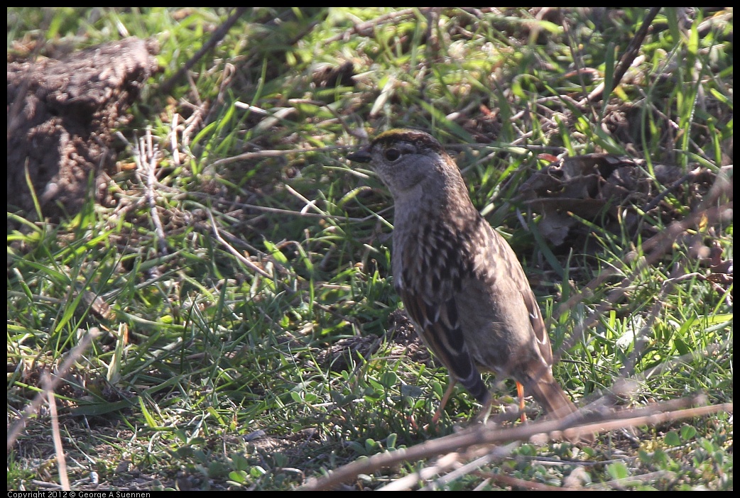 0309-144824-01.jpg - Golden-crowned Sparrow