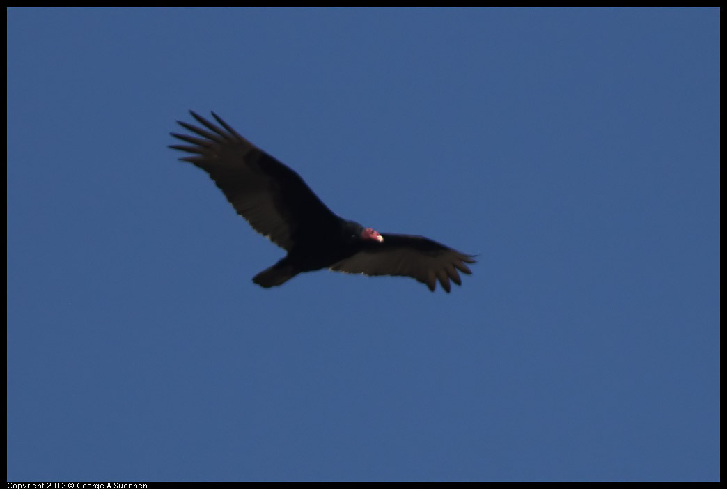 0309-145049-05.jpg - Turkey Vulture