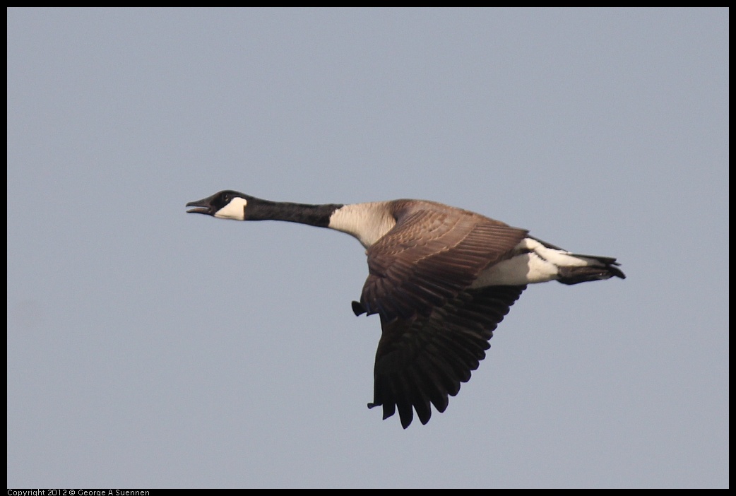 0309-155229-03.jpg - Canada Goose