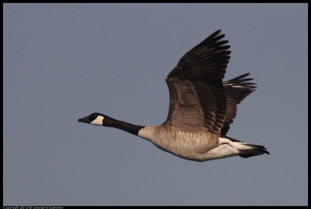 0309-155230-01.jpg - Canada Goose