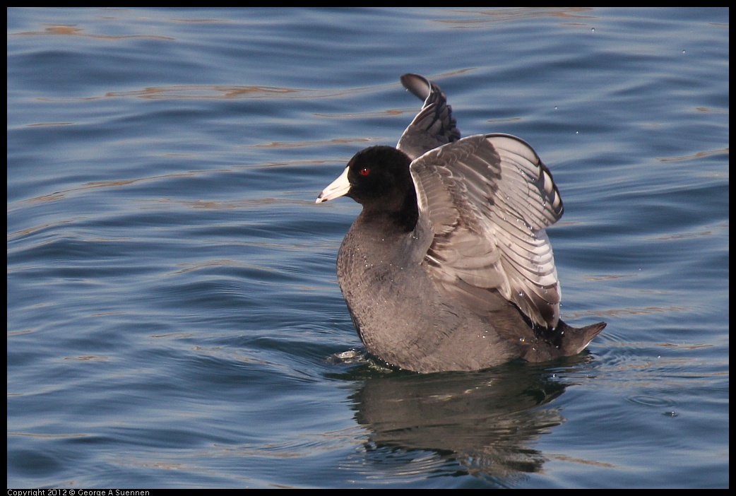 0309-155312-01.jpg - American Coot