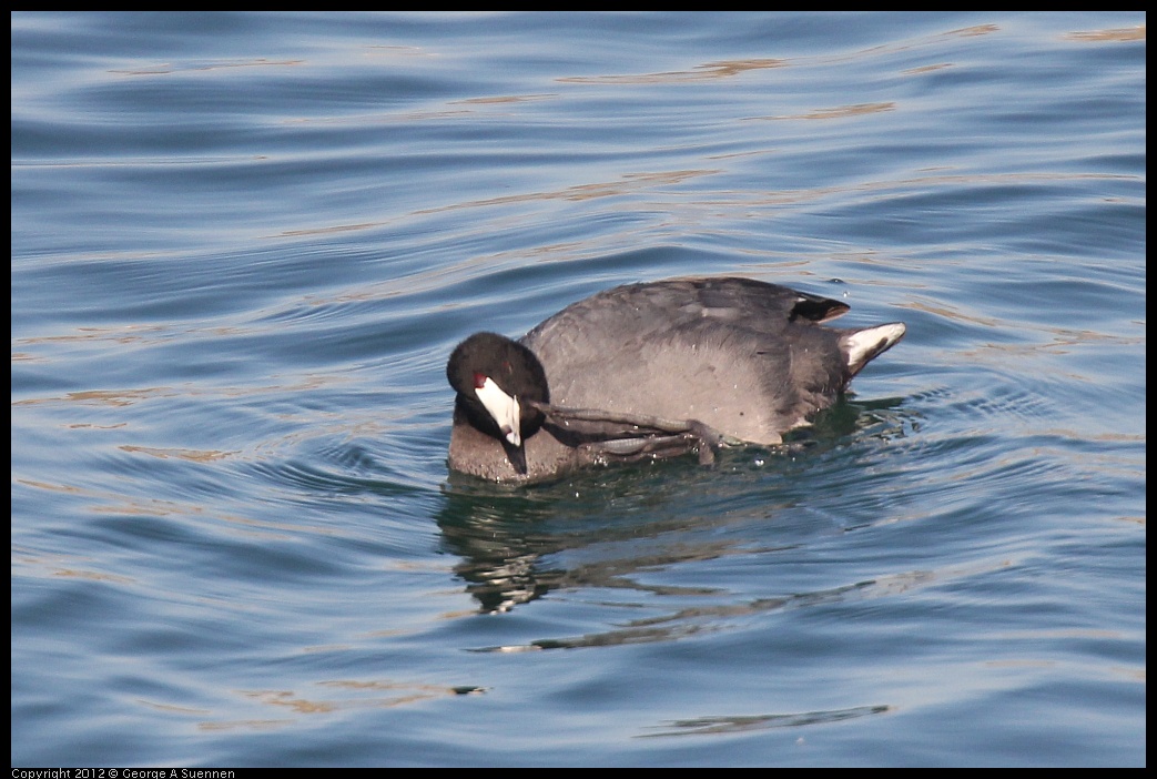 0309-155315-01.jpg - American Coot