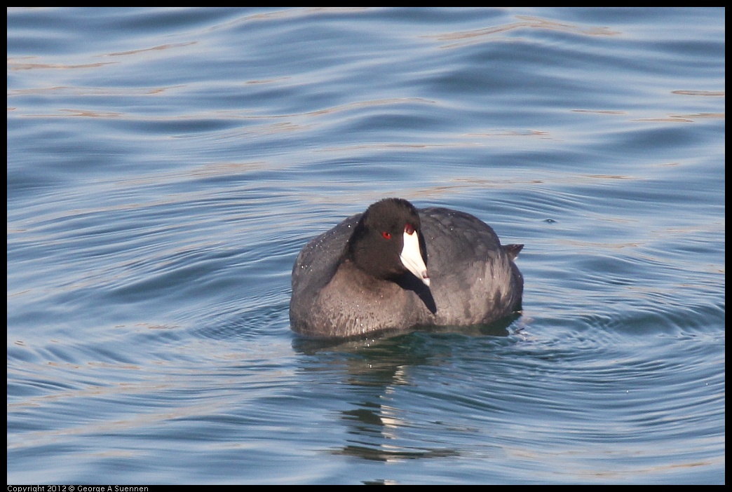 0309-155317-01.jpg - American Coot