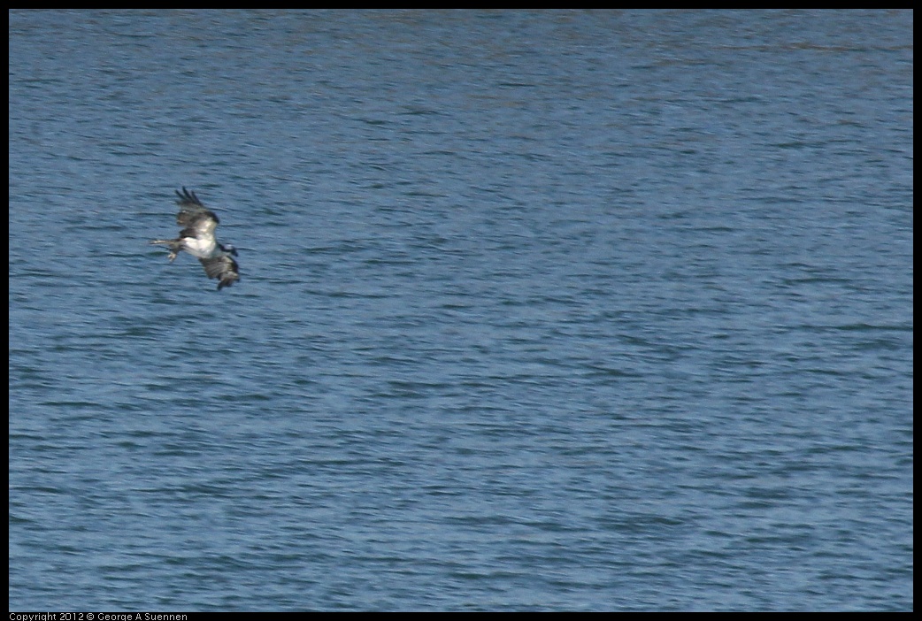 0309-160016-02.jpg - Osprey