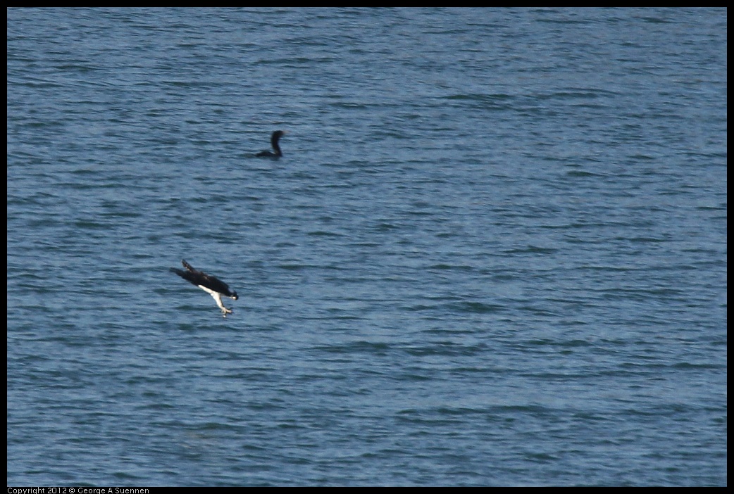 0309-160016-04.jpg - Osprey