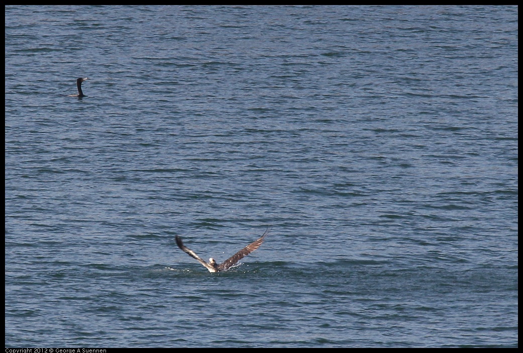 0309-160018-01.jpg - Osprey