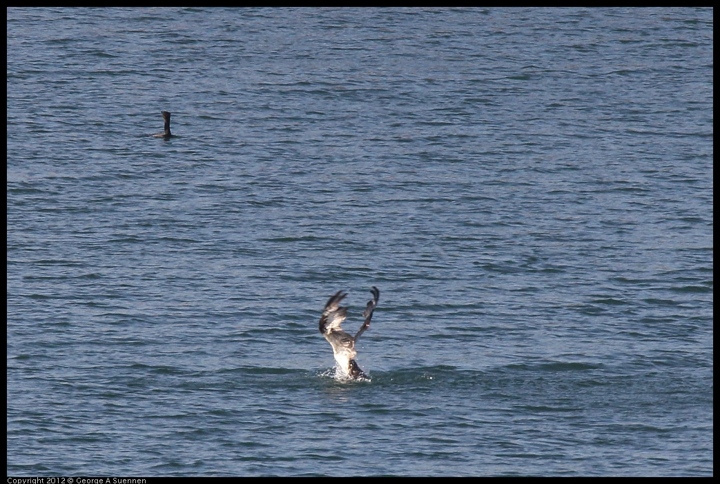 0309-160018-02.jpg - Osprey