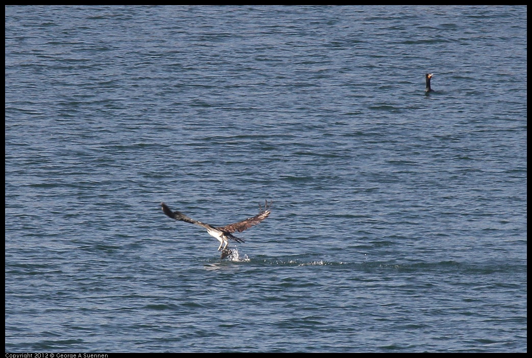 0309-160021-01.jpg - Osprey