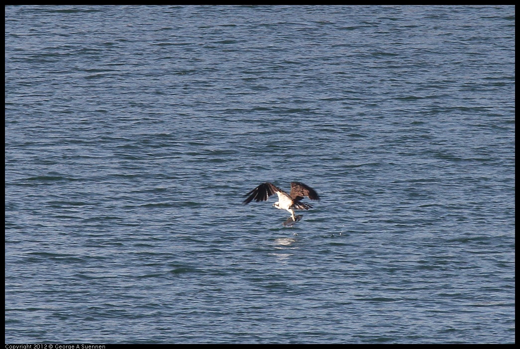 0309-160022-04.jpg - Osprey