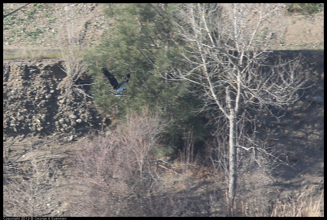 0309-160046-01.jpg - Osprey