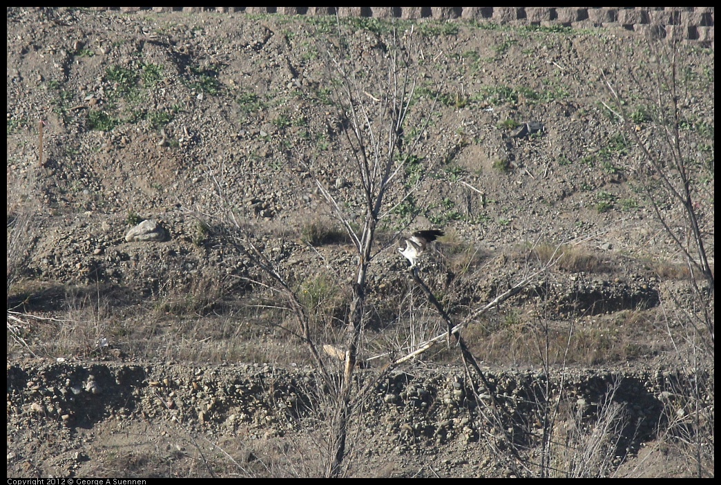 0309-160155-05.jpg - Osprey