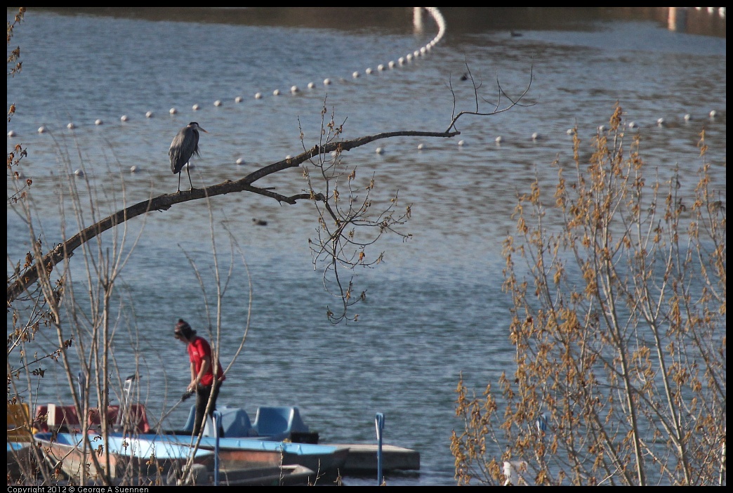 0309-160437-03.jpg - Great Blue Heron