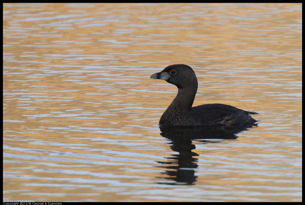 0309-161017-03.jpg - Pied-billed Grebe