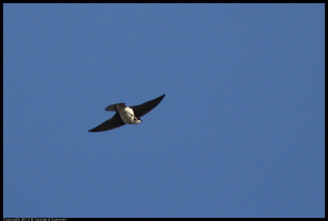 0309-161209-01.jpg - Tree Swallow