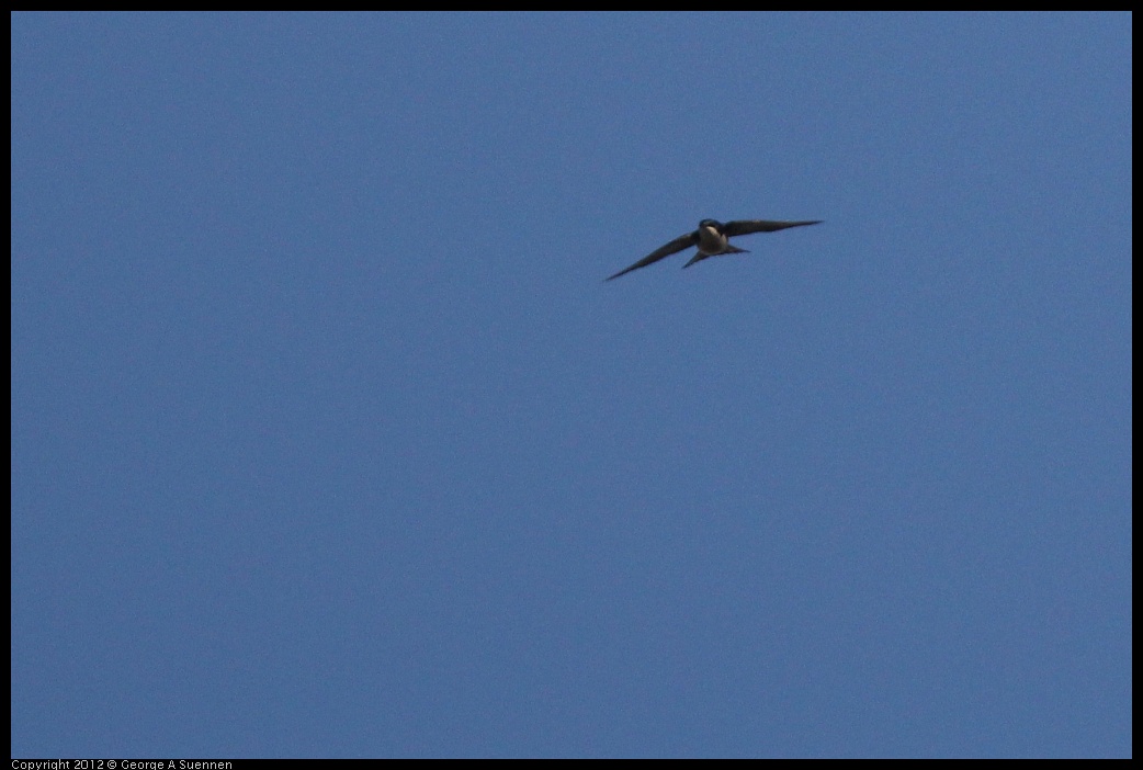 0309-161245-03.jpg - Tree Swallow