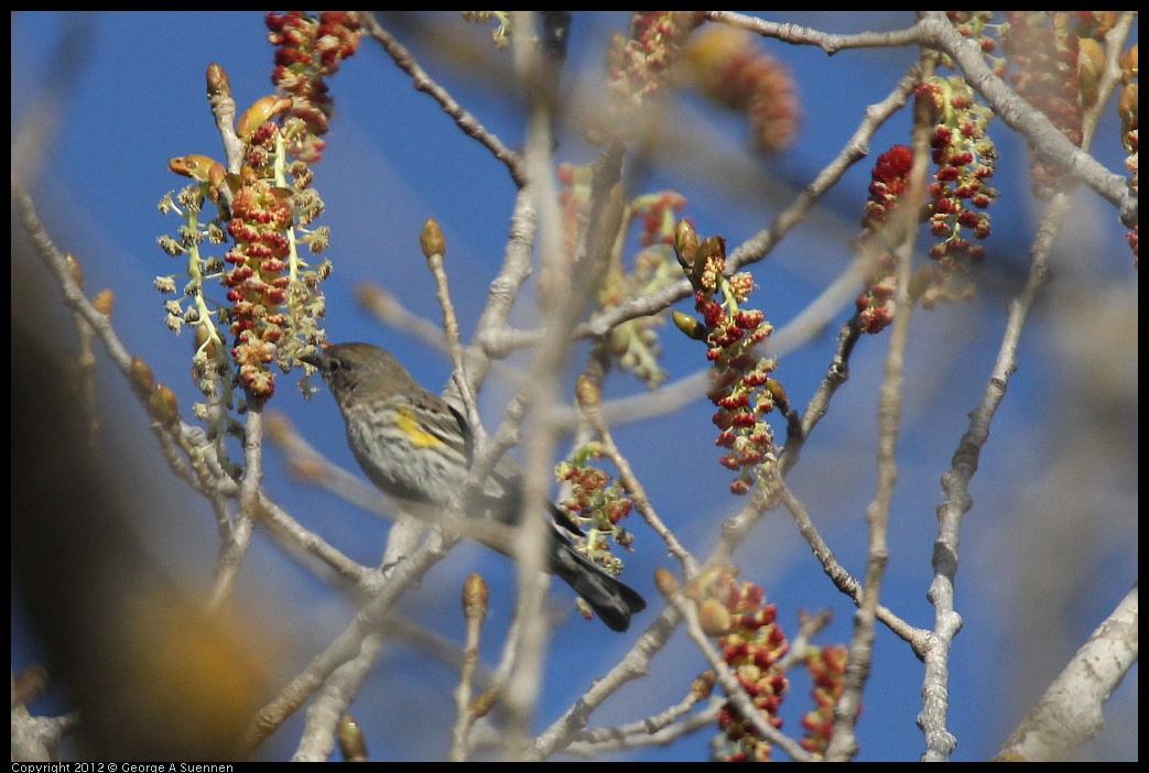 0309-161341-01.jpg - Yellow-rumped Warbler