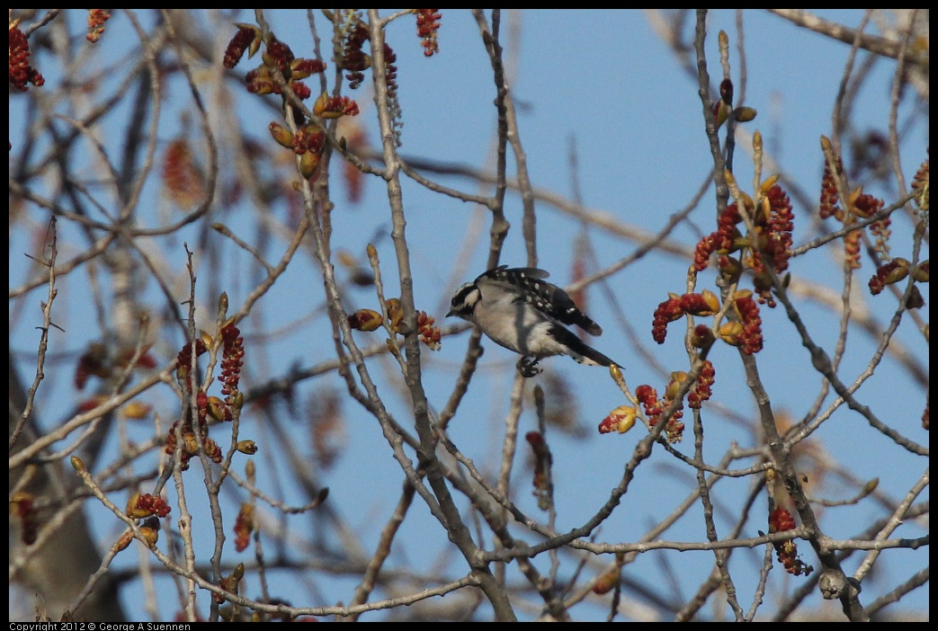 0309-162200-01.jpg - Nuttall's Woodpecker