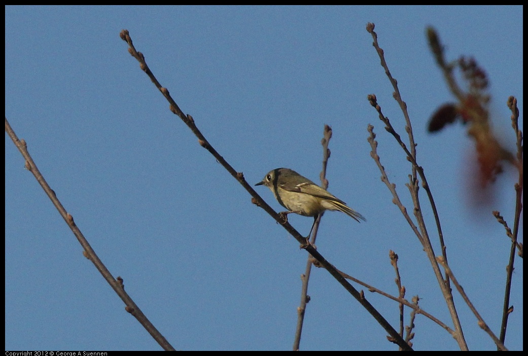 0309-162439-01.jpg - Ruby-crowned Kinglet