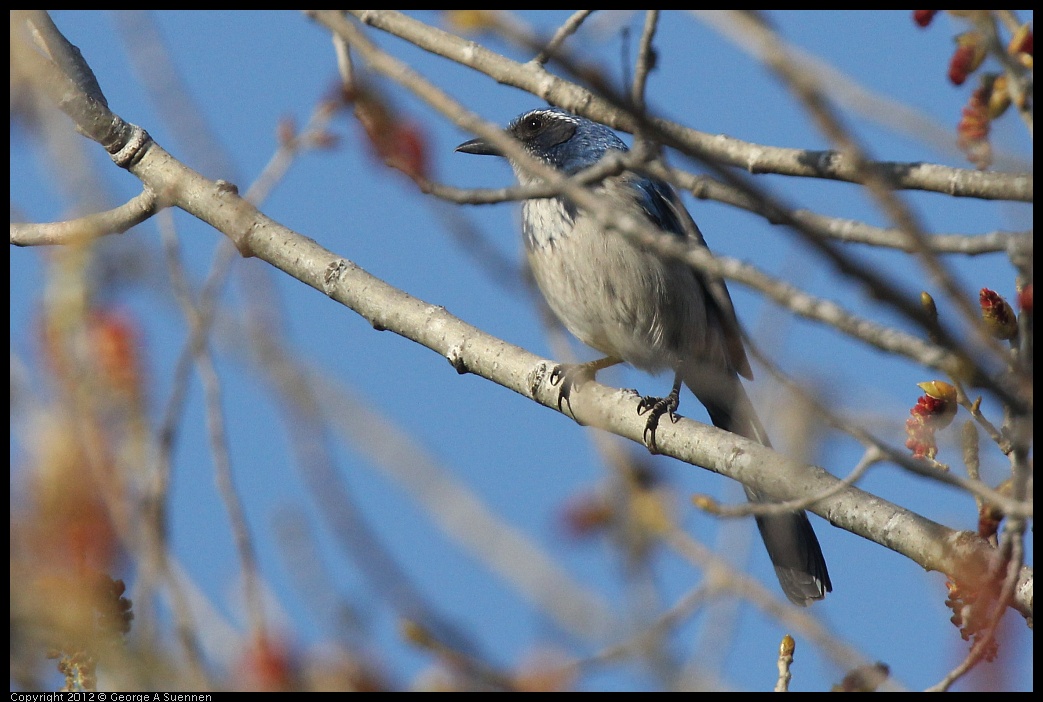 0309-162558-01.jpg - Western Srub-Jay