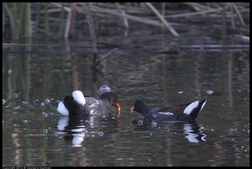 0309-163714-01.jpg - Common Moorhen