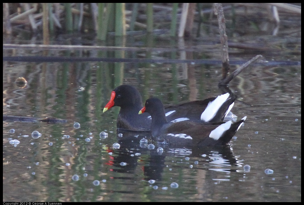 0309-163717-02.jpg - Common Moorhen