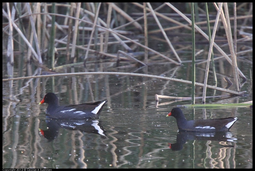 0309-163729-01.jpg - Common Moorhen