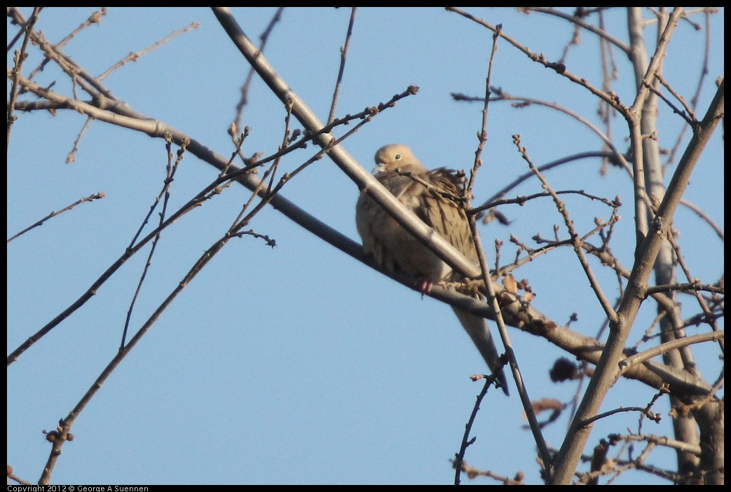 0309-164518-01.jpg - Mourning Dove