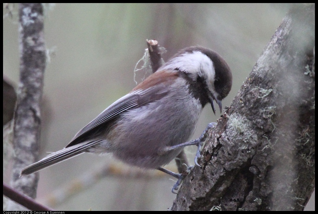 0320-081822-04.jpg - Chestnut-backed Chickadee