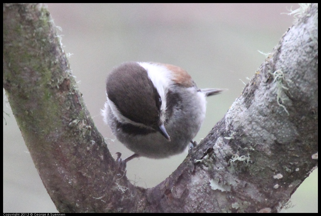 0320-081926-01.jpg - Chestnut-backed Chickadee