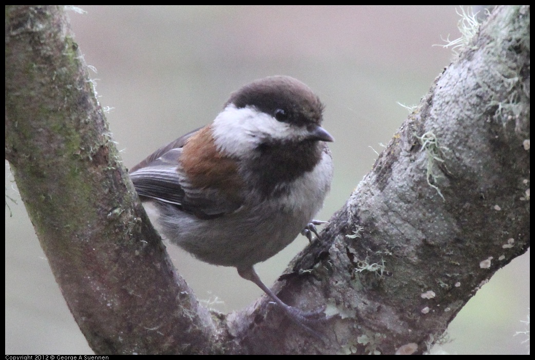 0320-081928-03.jpg - Chestnut-backed Chickadee