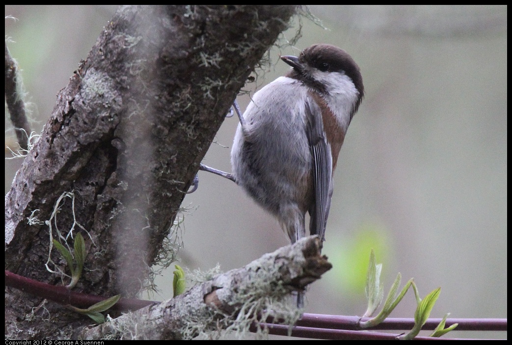 0320-082009-01.jpg - Chestnut-backed Chickadee