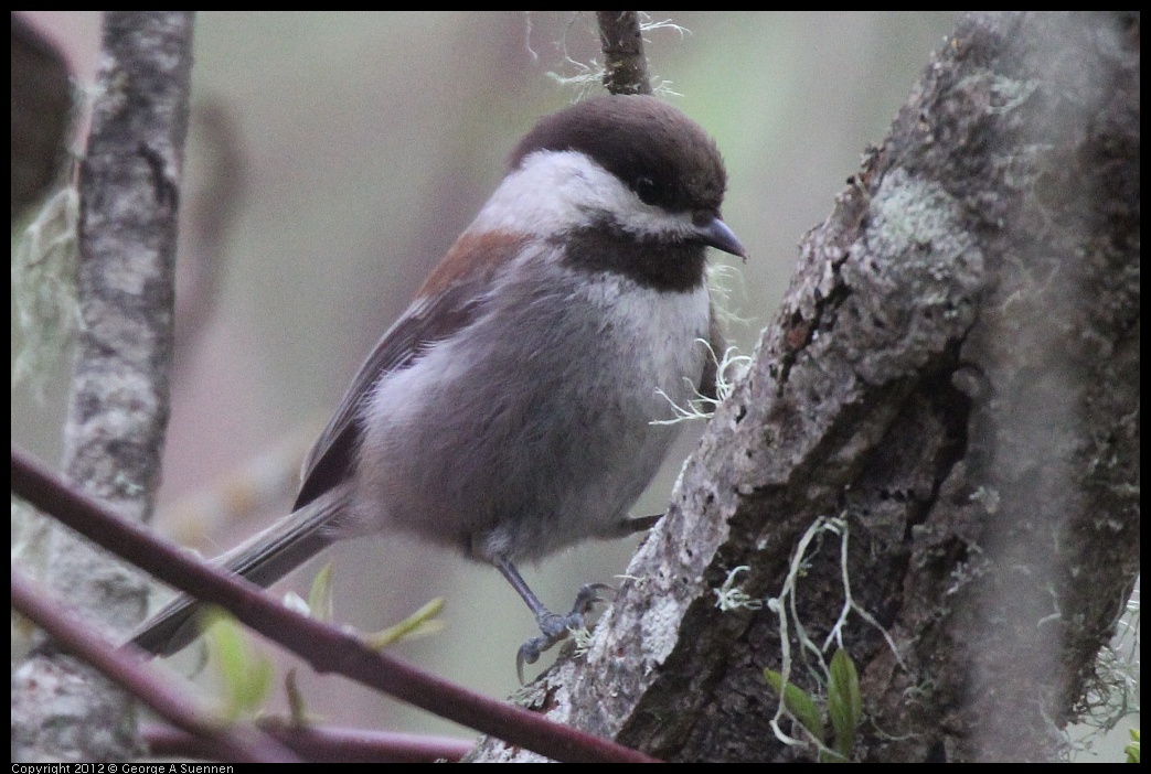 0320-082034-05.jpg - Chestnut-backed Chickadee